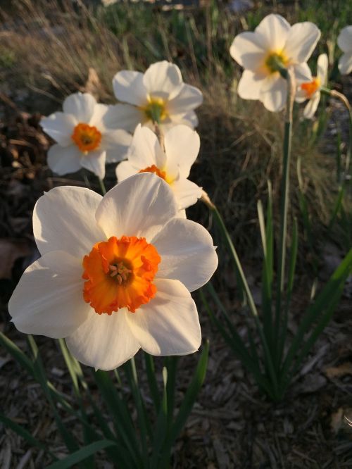 Daffodil, Gėlė, Pavasaris, Narcizas, Pavasaris, Sodas