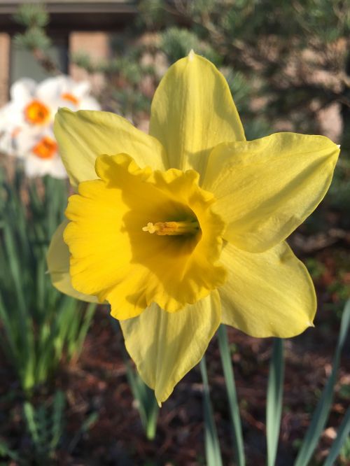 Daffodil, Narcizas, Pavasaris, Žiedas, Gėlė, Žydėti, Pavasaris