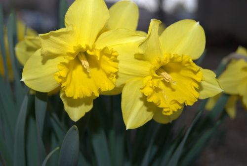 Daffodil, Gėlės, Pavasaris, Geltona