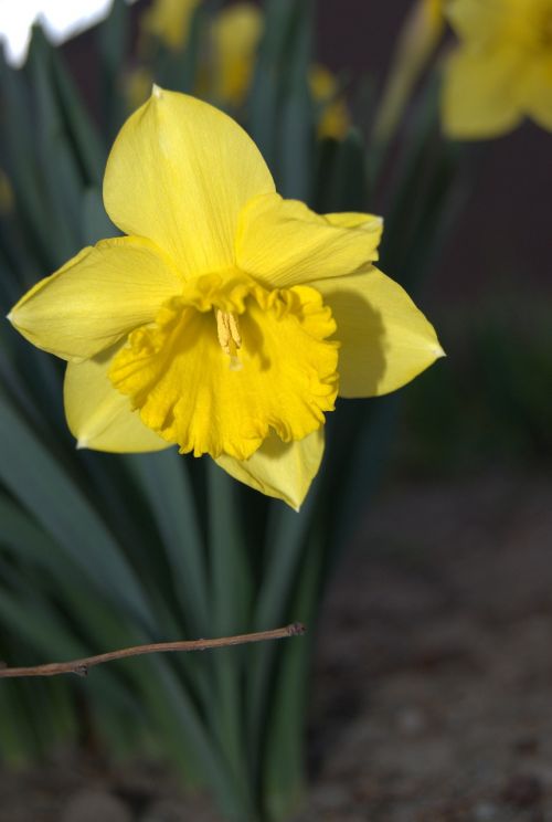 Daffodil, Gėlės, Pavasaris, Geltona