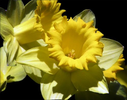 Daffodil, Gėlė, Sodas, Gamta, Gėlių, Žiedas, Žydėti, Geltona, Sezonas, Natūralus, Botanikos