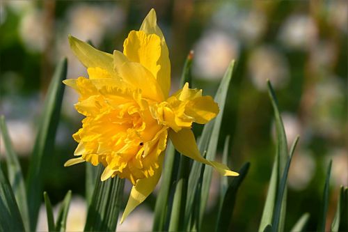 Daffodil, Gėlė, Naciso Pavasaris, Sodas