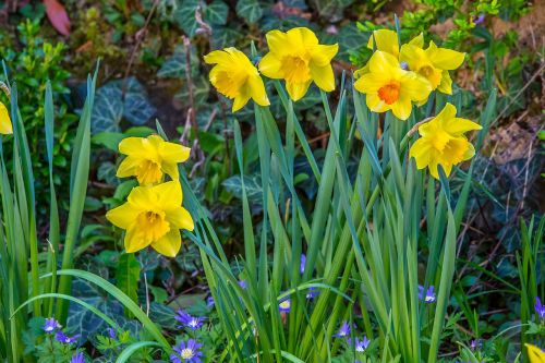 Daffodil, Narcizas, Velykos, Narcissus Pseudonarcissus, Geltona, Pavasaris