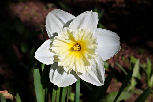 Daffodil, Pavasaris, Gėlės, Balta