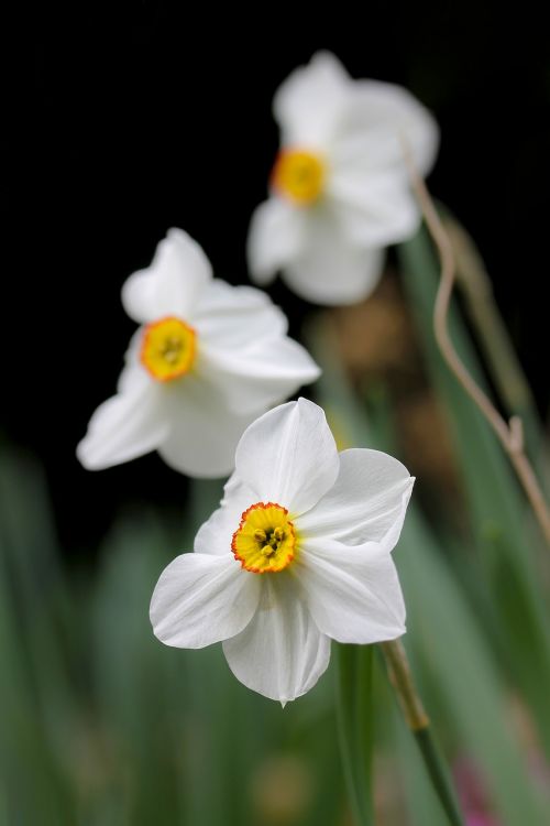 Daffodil, Baltas Narcizas, Pavasario Gėlė, Bulvinis Augalas, Pavasaris, Balta, Narcizai, Sodo Gėlės