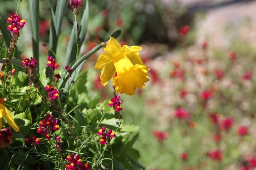 Daffodil, San Antonio Botanikos Sodas, Gėlė, Flora