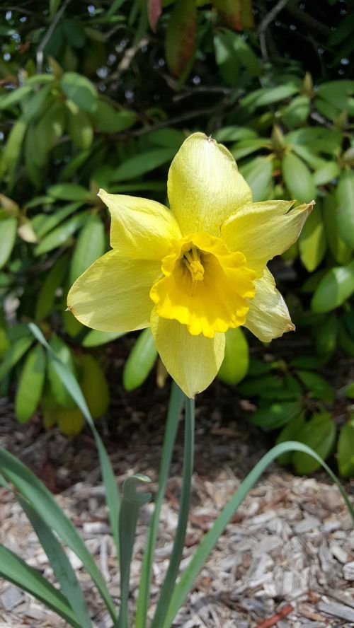 Daffodil, Gėlė, Geltona, Augalas, Sodas, Gėlių, Pavasaris, Pavasaris
