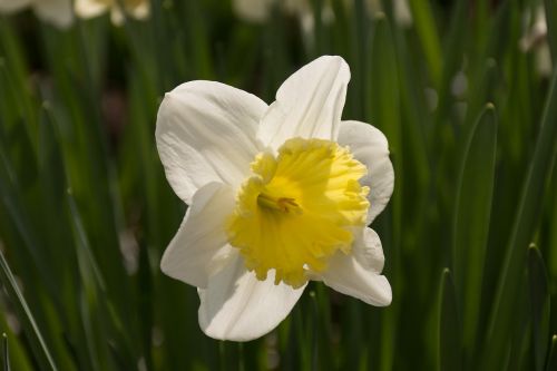 Daffodil, Gėlė, Velykos, Geltonos Gėlės, Pavasaris, Žiedas, Žydėti