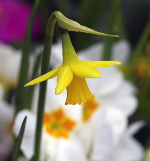 Daffodil, Pavasaris, Gėlė, Grožis, Geltona