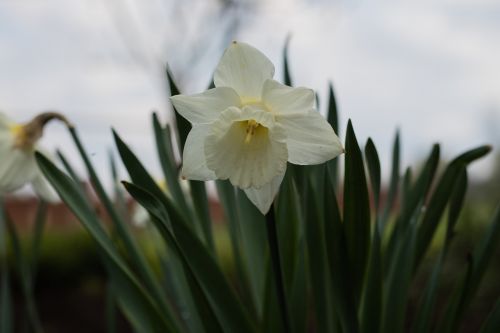 Daffodil, Narcizas, Gėlė, Gėlės, Pavasaris, Gamta, Augalai, Augalas