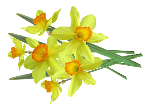Daffodil, Krūva, Supjaustyti, Out
