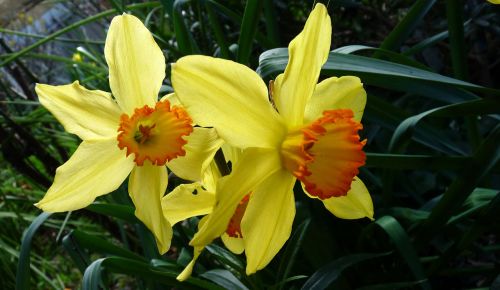 Daffodil, Pavasaris, Narcizas
