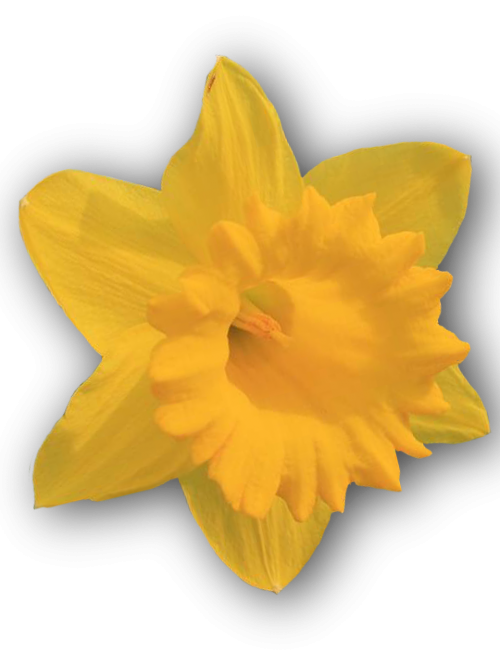 Daffodil, Geltona, Izoliuotas