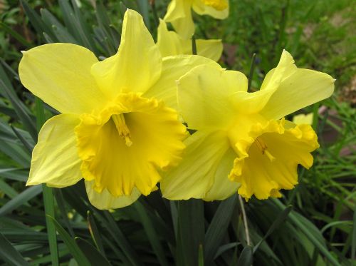 Daffodil, Gėlės, Svogūnėliai
