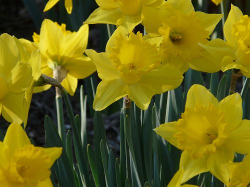 Daffodil, Pavasaris, Geltona, Gėlė, Narcizas, Sodas, Gėlių, Pavasaris, Žydėti, Šviežias, Laimingas