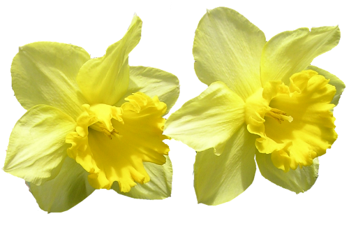 Daffodil, Supjaustyti, Out, Gėlės