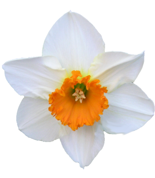 Daffodil, Balta, Ir Oranžinė, Gėlė