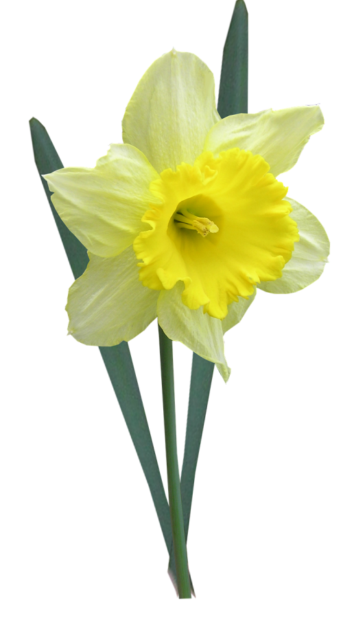 Daffodil, Su Lapais, Stiebas