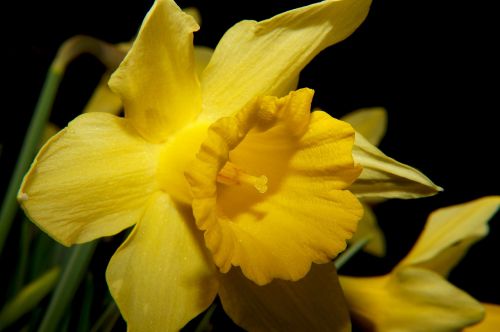 Daffodil, Narcizas, Žiedas, Žydėti, Geltona, Pavasaris, Makro