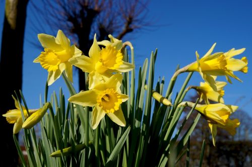 Daffodil, Narcizas, Žiedas, Žydėti, Geltona, Pavasaris, Gamta, Gražus