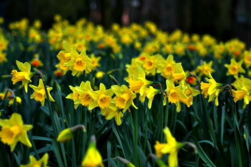 Daffodil, Jonquil, Daff, Paskolinta Lelija, Geltona, Pavasaris, Gėlė