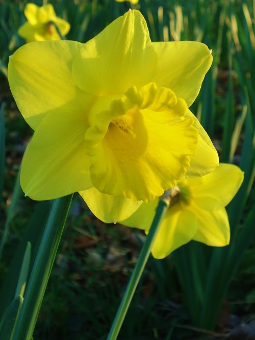 Daffodil, Narcizai, Geltona, Gėlė, Gėlės, Gamta, Pavasaris