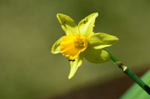 Daffodil, Narcissus Pseudonarcissus, Ant, Vabzdžiai, Gėlė, Geltona, Sodas, Iš Arti, Makro