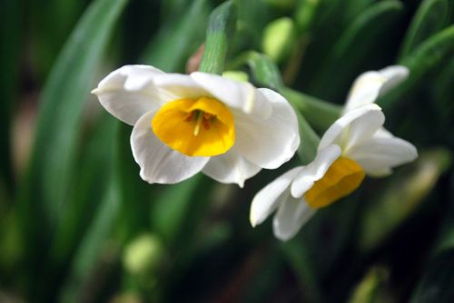 Daffodil,  Narcizas,  Gėlė,  Gėlės,  Pavasaris,  Lemputė,  Narcizas
