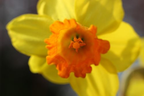 Daffodil, Narcizas, Pavasaris, Geltona, Žiedas, Žydėti