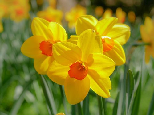 Daffodil,  Narcizas,  Be Honoraro Mokesčio
