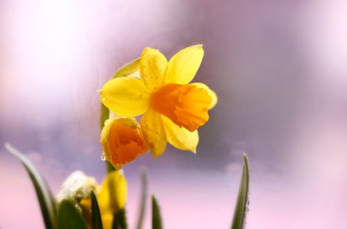 Daffodil,  Gėlė,  Geltona,  Cibulovina,  Be Honoraro Mokesčio