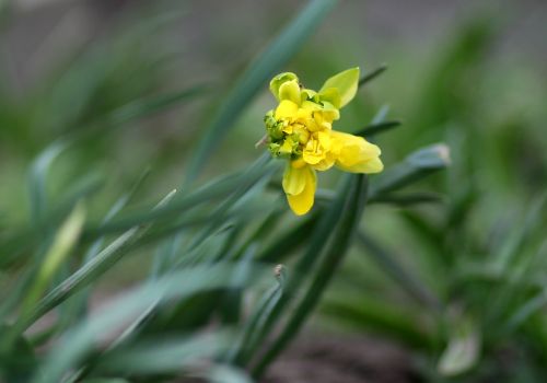 Daffodil,  Geltona,  Gėlės,  Pavasaris,  Žalias,  Be Honoraro Mokesčio