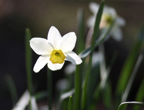 Narcizas,  Gėlė,  Baltos Spalvos,  Reikmenys,  Pavasaris