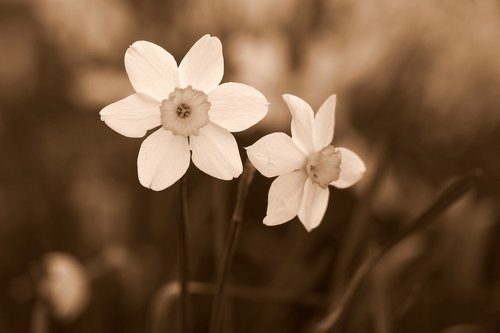 Narcizas,  Gėlė,  Baltos Spalvos,  Reikmenys,  Pavasaris