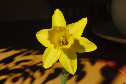 Daffodil, Gėlė, Geltona, Žiedas, Žydėti, Uždaryti, Narcizas, Narcissus Pseudonarcissus