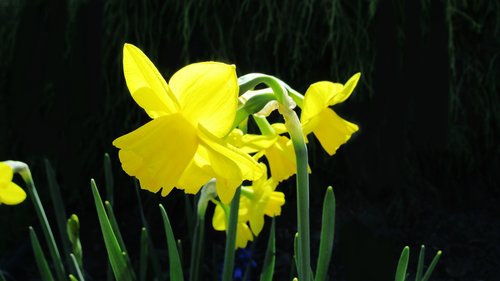 Narcizas,  Geltona,  Floros,  Pobūdį,  Gėlė,  Pavasaris