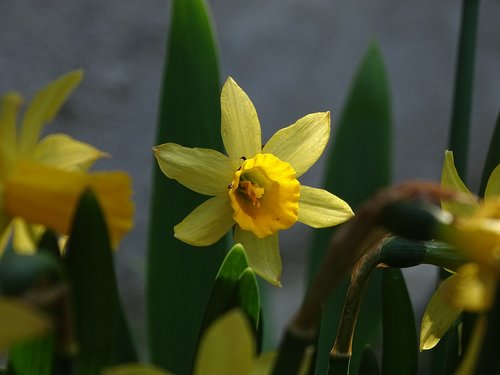 Narcizas,  Geltona,  Gėlė,  Augalų,  Pavasario Ženklai
