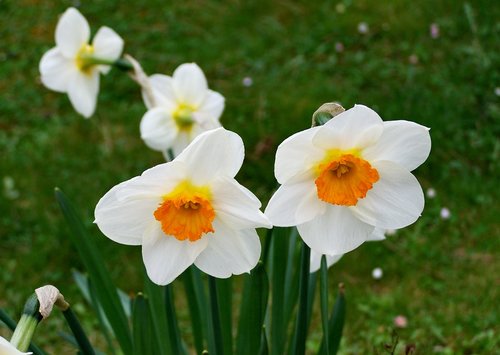 Narcizas,  Pavasario Gėlė,  Sodas,  Gamta