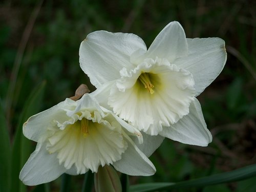 Narcizas,  Pavasario Gėlė,  Sodas
