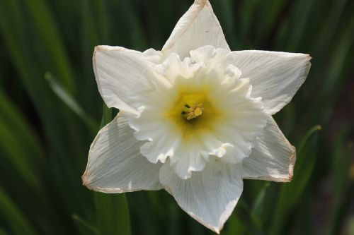 Daffodil, Narcizas, Jonquil, Gėlė, Gamta, Žiedas, Žiedlapiai, Balta, Geltona