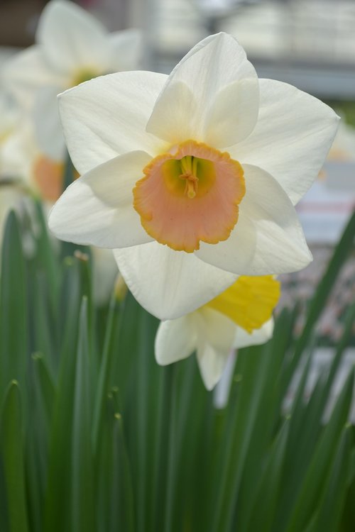 Narcizas,  Gėlė,  Pavasaris,  Šviesus