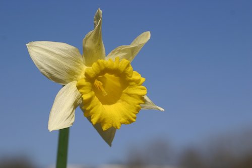 Narcizas,  Gėlė,  Pavasaris