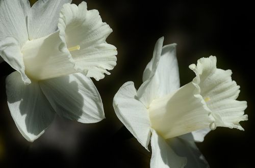 Daffodil, Gėlė, Velykų Lelija, Pavasaris, Balta, Žydėti, Lilium Longiflorum, Žiedas, Augalas