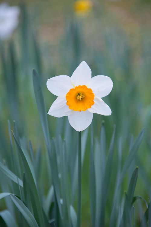 Daffodil, Gėlė, Pavasaris, Sodas, Parkas, Pieva, Augalas, Pavasario Pranašys
