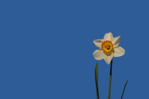 Daffodil, Gėlė, Žiedas, Žydėti, Geltona, Augalas, Pavasaris, Narcizas, Balta, Uždaryti, Makro, Narcissus Pseudonarcissus, Geltona Gėlė, Velykos, Dangus, Mėlynas