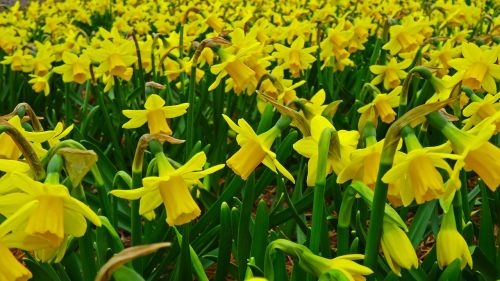 Daffodil, Narcizas, Laukas, Plantacija, Auginimas, Dafodilo Laukas, Gėlė, Žiedas, Žydėti, Geltona, Pavasaris, Balandis, Velykos, Velykų Gėlė