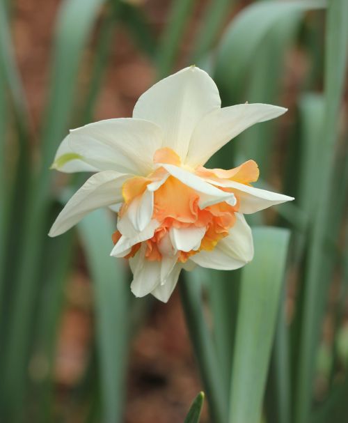 Daffodil, Bicolor, Narcizas