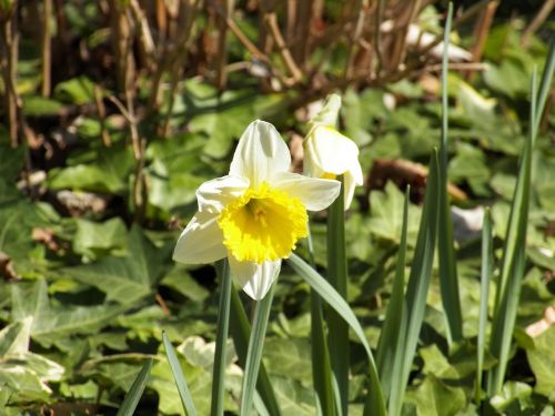 Daffodil, Narcizas, Pavasaris, Žiedas, Žydėti, Augalas