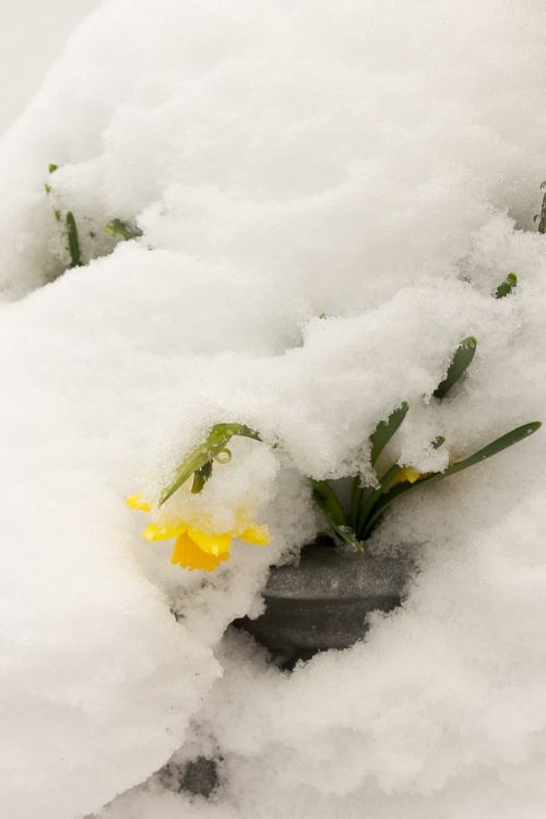 Daffodil, Sniegas, Velykos, Mūsų
