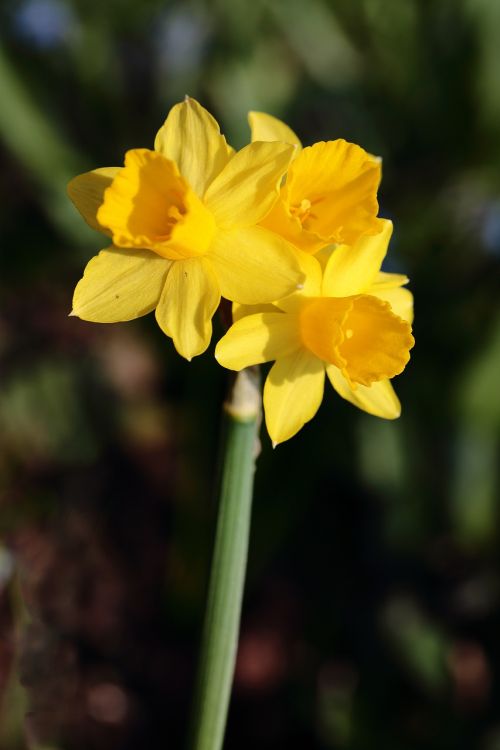 Daffodil, Gėlė, Gėlės, Geltona